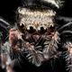 Illustration for article titled 11 Glittering Insects From the US Geological Surveys Bug Collection